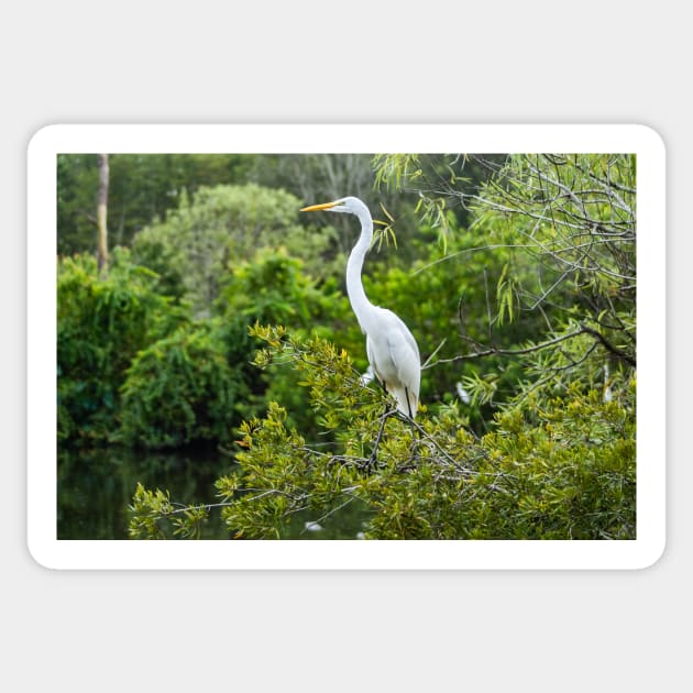 The Kings Great Egret of  Gatorland Sticker by KensLensDesigns